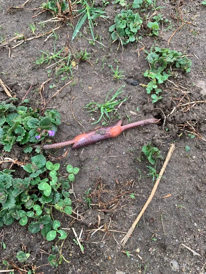 I Saw This In My Yard. Is This Just A Type Of Worm? Or Is There A Parasite On It? (I Saw It Breathing/Have Some Sort Of Heartbeat, So It’s Alive)