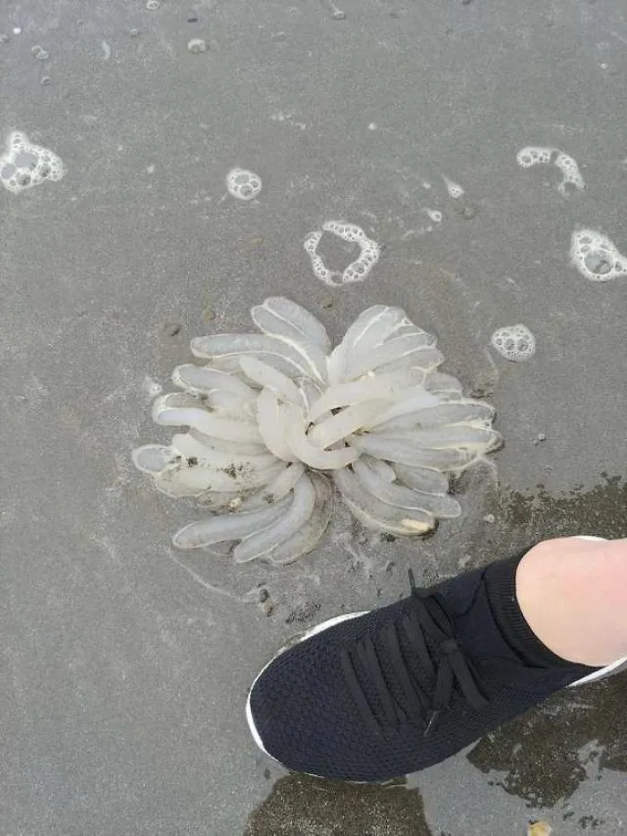 Estaba buscando metales en la playa de la península Olympic y encontré esto