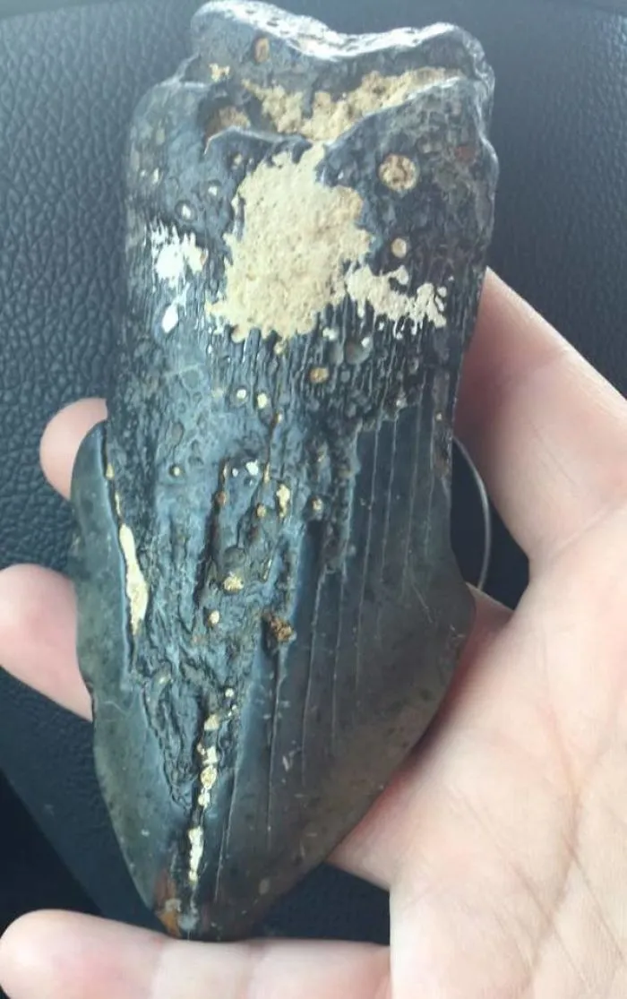 Found At Myrtle Beach, Sc. What Is This Thing?