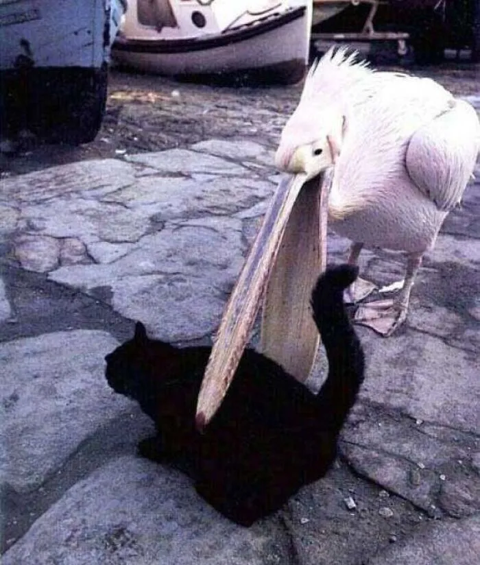 Bird Trying To Snack On The Family Pet