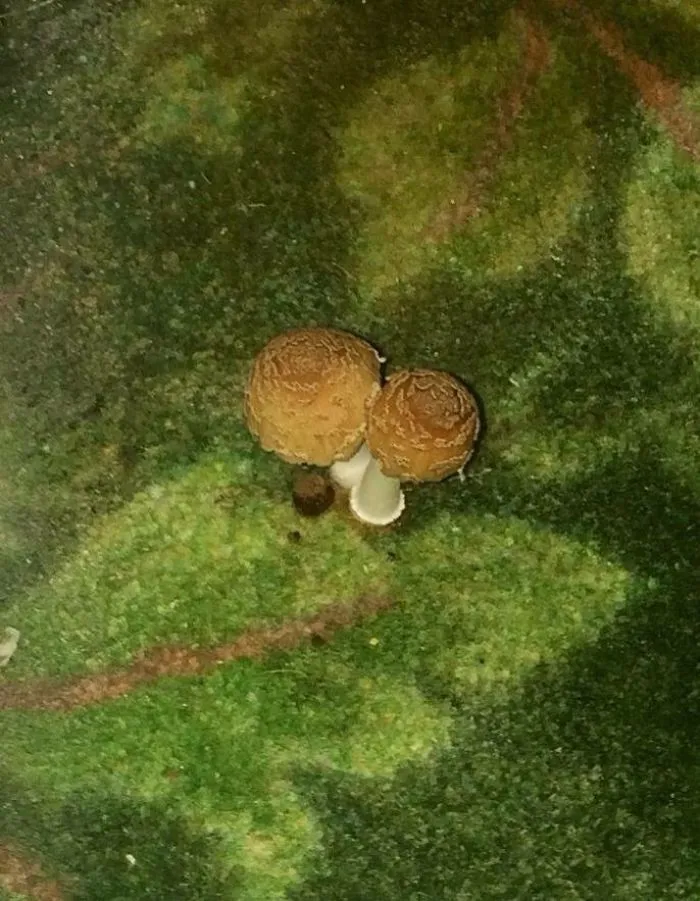 I Was Settling Into My Hotel Room When I Saw This Growing Out Of The Carpet