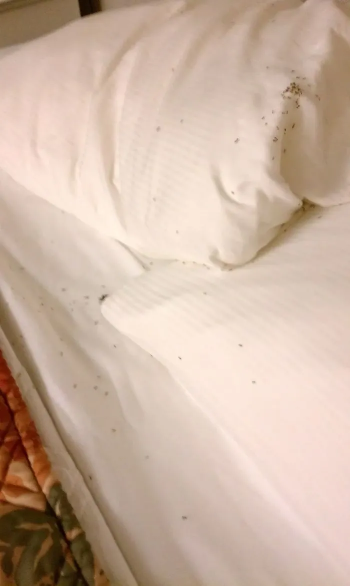 I Was Told I Didn't Have Roommates In My Hotel