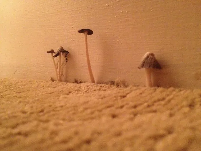 Hay tanta humedad en Nola que esto ha salido en la habitación del hotel