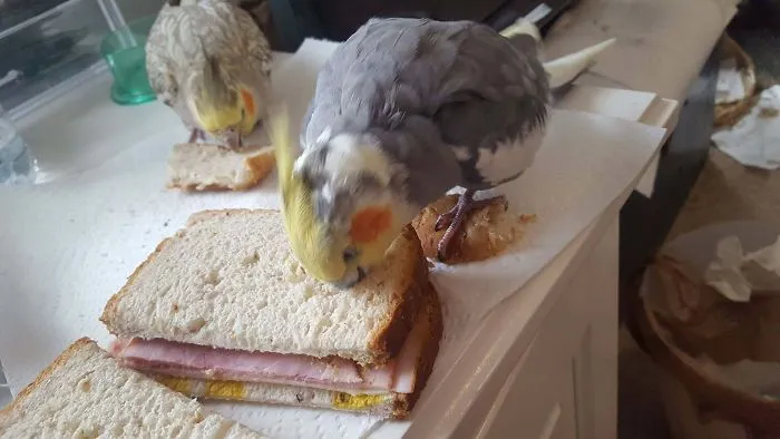 Este desagradecido se come mi sandwich mientras pone los pies sobre el trozo de pan que le he dado