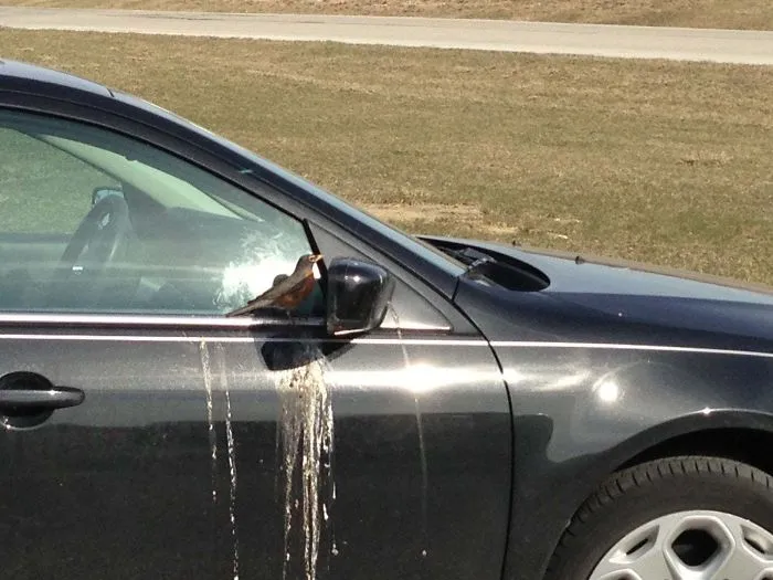 This Bird Waits For My Coworker To Show Up Every Morning. Then Spends The Day Looking At Itself In The Mirror And Shitting