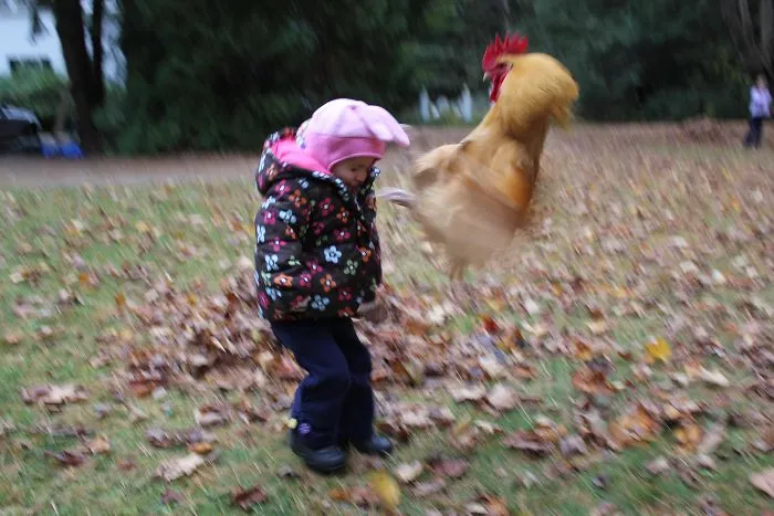 Mi hermanita quería un pollo de mascota. El pollo no está de acuerdo