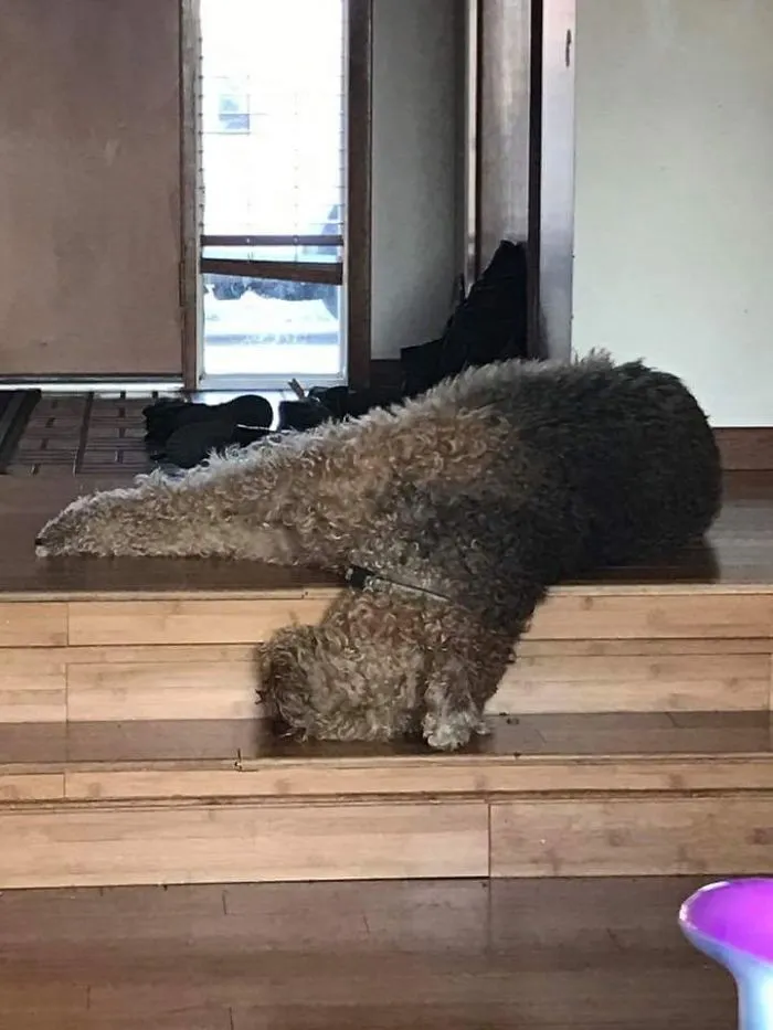 My Dog Will Sleep In Any Position. Apparently This Is Comfortable