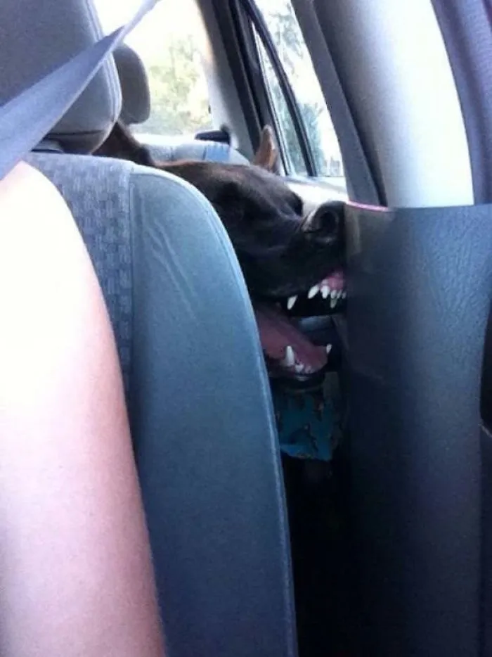 It Was Slightly Unsettling To Look Back And Find My Dog Sleeping Like This