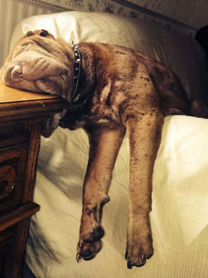 Let Sleeping Dogs Lie...
