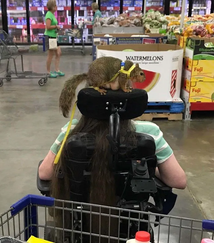 Esta ardilla obesa es un animal de servicio