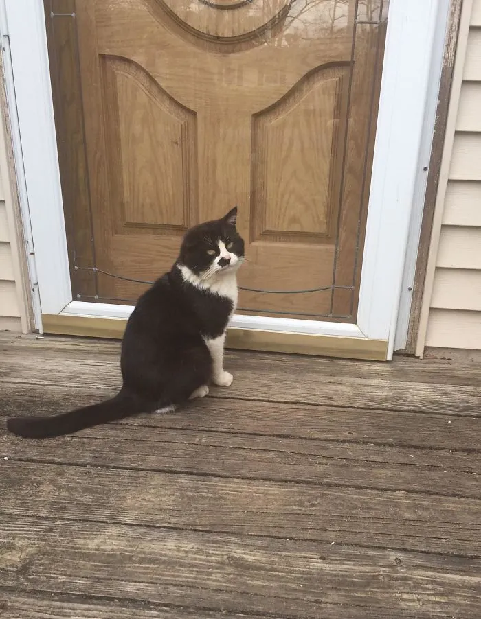 My Neighbour Was Evicted And Left The Family Cat. Looks Like I Have A New Cat