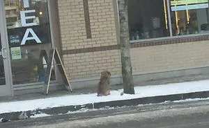 30 Idiot People Who Don’t Deserve To Own A Pet