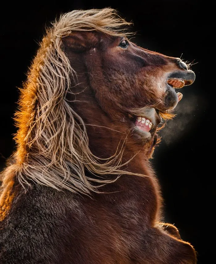 Here Are My 20 Photos That Show How Precious Animals Are