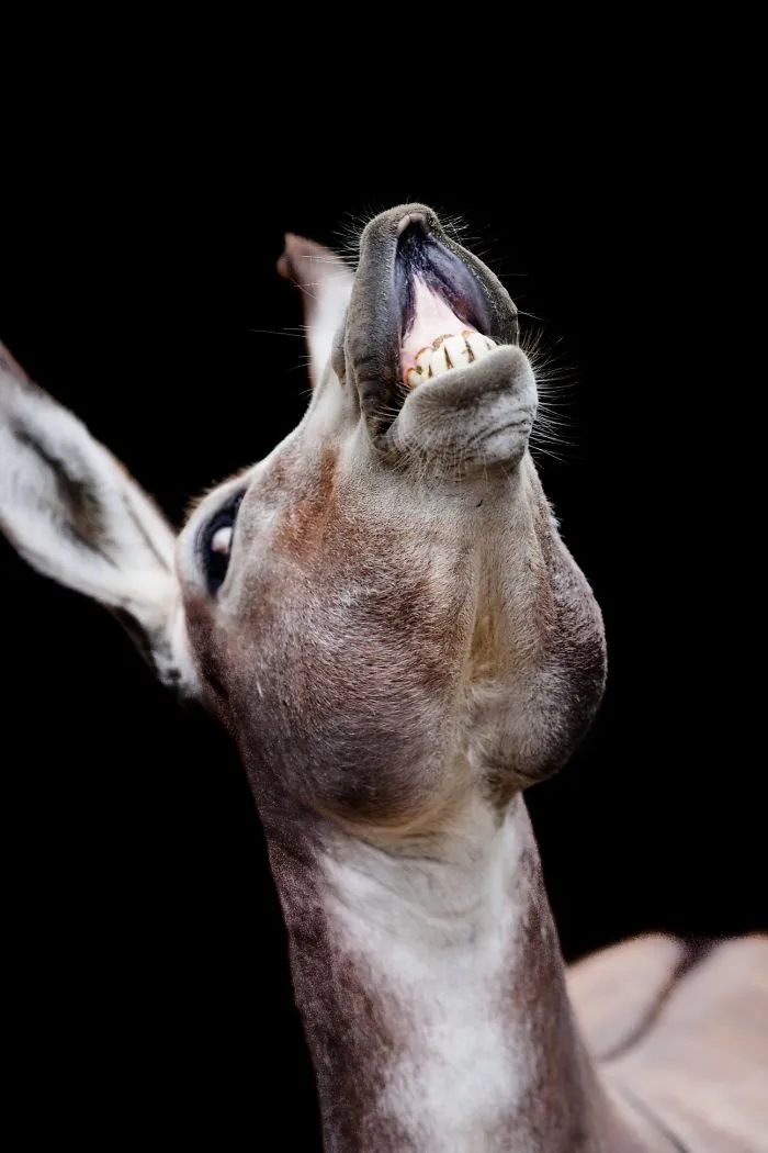Here Are My 20 Photos That Show How Precious Animals Are