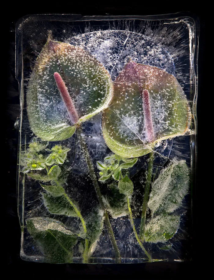 30 Pics Of Flowers That We Captured Encased In Ice (New Pics)