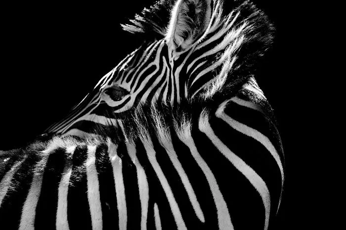 Here Are My 20 Photos That Show How Precious Animals Are
