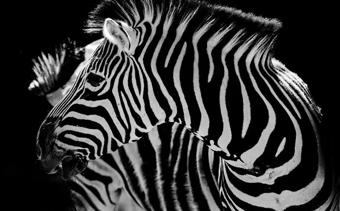Here Are My 20 Photos That Show How Precious Animals Are