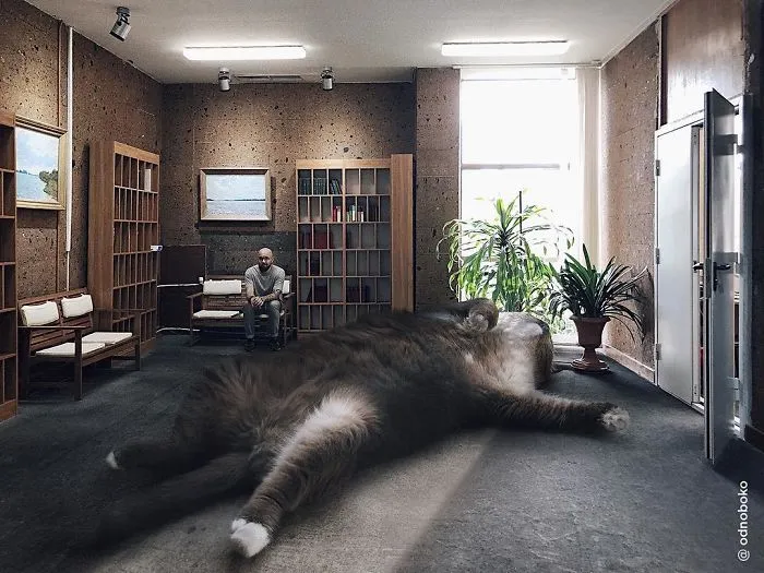 Este artista crea imágenes mostrando cómo sería el mundo si los gatos fueran mucho más grandes (30 imágenes)