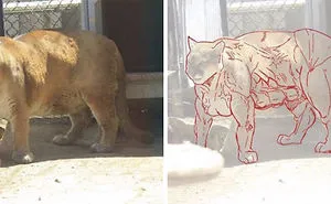 10 Times People Thought They Were Seeing Buff Animals, But They Were Optical Illusions