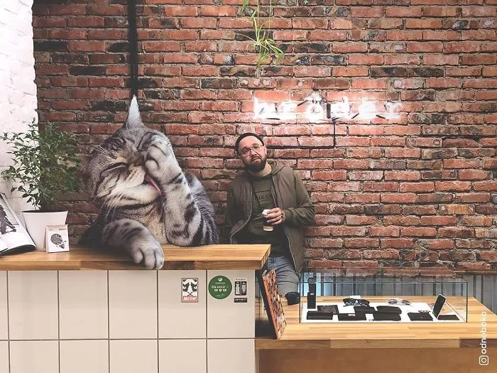 Este artista crea imágenes mostrando cómo sería el mundo si los gatos fueran mucho más grandes (30 imágenes)
