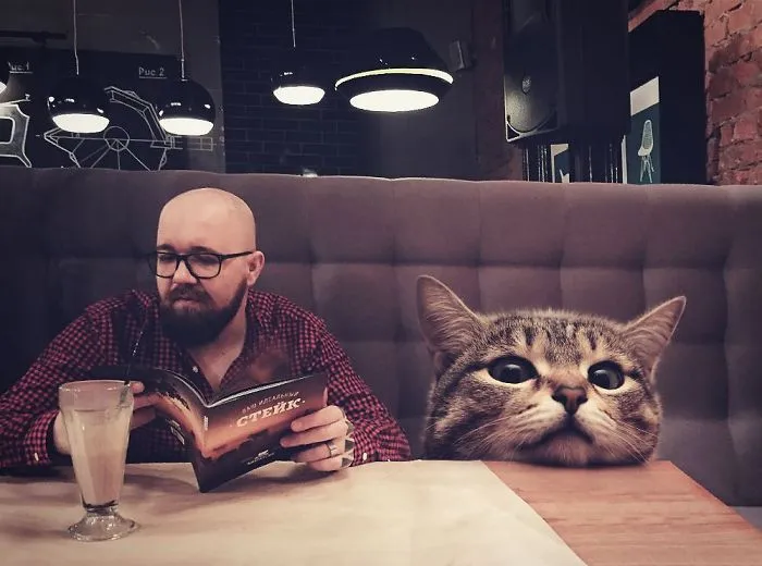 Este artista crea imágenes mostrando cómo sería el mundo si los gatos fueran mucho más grandes (30 imágenes)