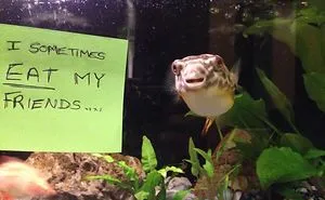 23 Hilarious Fish That Got Shamed Publicly For Being Naughty