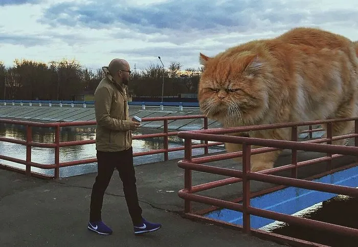Este artista crea imágenes mostrando cómo sería el mundo si los gatos fueran mucho más grandes (30 imágenes)