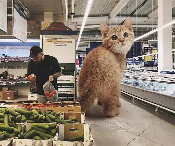 Este artista crea imágenes mostrando cómo sería el mundo si los gatos fueran mucho más grandes (30 imágenes)