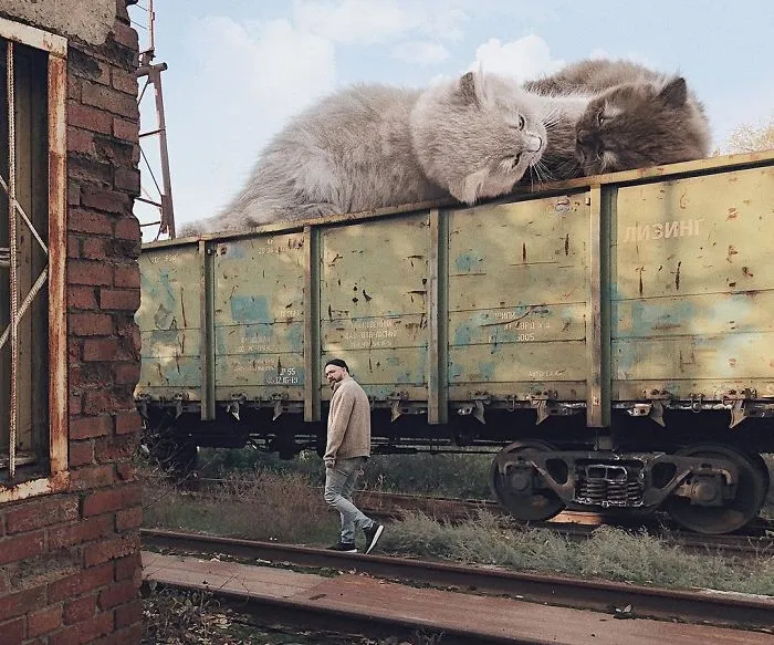 Este artista crea imágenes mostrando cómo sería el mundo si los gatos fueran mucho más grandes (30 imágenes)