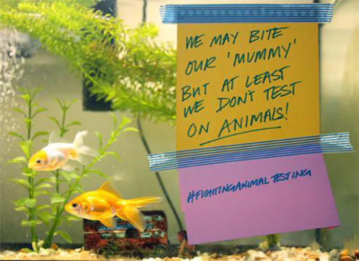 23 Hilarious Fish That Got Shamed Publicly For Being Naughty