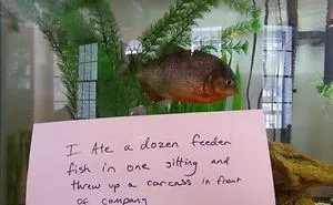23 Hilarious Fish That Got Shamed Publicly For Being Naughty