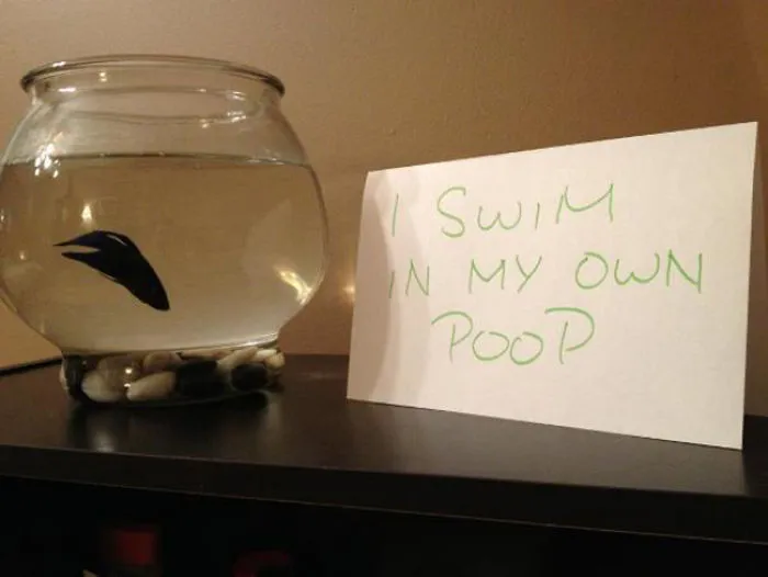 23 Hilarious Fish That Got Shamed Publicly For Being Naughty
