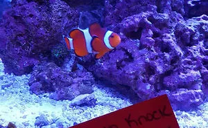 23 Hilarious Fish That Got Shamed Publicly For Being Naughty