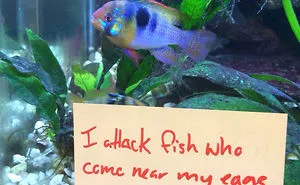 23 Hilarious Fish That Got Shamed Publicly For Being Naughty