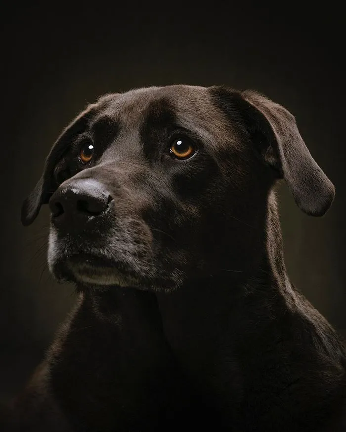 Ozzie, 2017