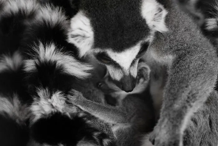 Here Are My 20 Photos That Show How Precious Animals Are
