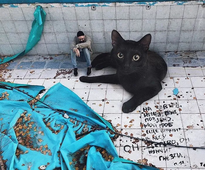 Este artista crea imágenes mostrando cómo sería el mundo si los gatos fueran mucho más grandes (30 imágenes)