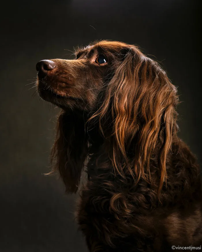 Scout, 2017