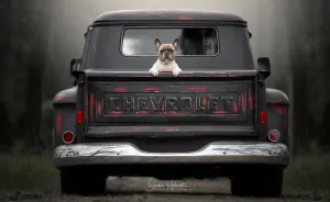 Dog Owners Are Buying Vintage Cars For Their Lazy Pets And I'm Getting To Photograph Them