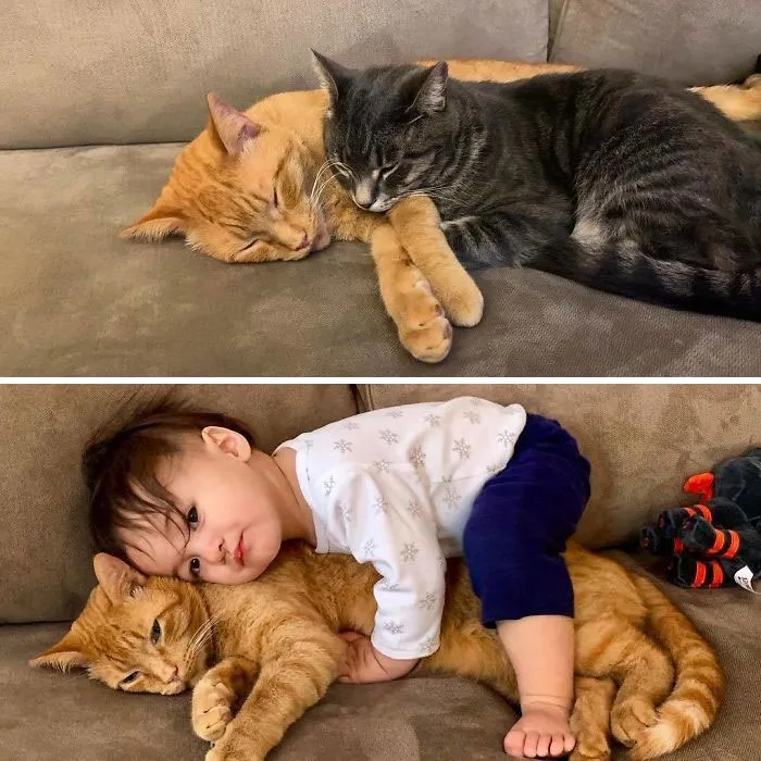 Por razones obvias, este gato ha aprendido a dormir con un ojo abierto