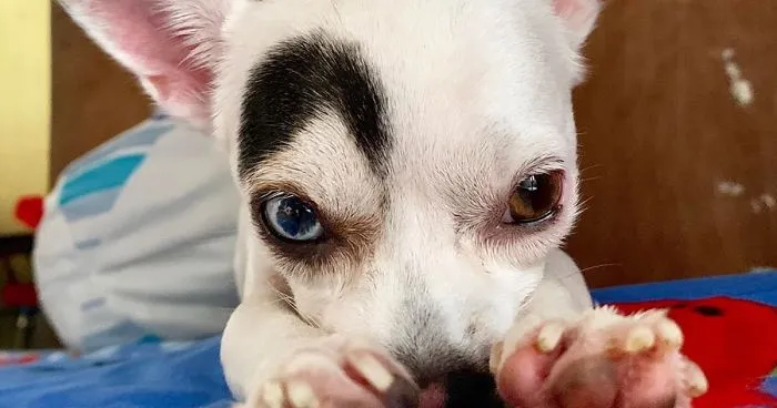 This Rescue Dog With Unique Features Is Taking Over The Internet
