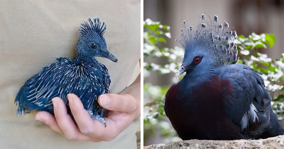 "Gura Victoria" es una de las aves más bellas y puede alcanzar el tamaño de un pavo