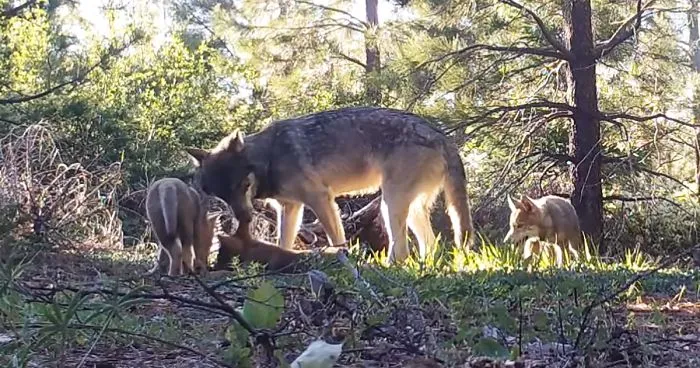 California's Last Gray Wolf Pack Just Surprised Everyone By Welcoming 3 New Pups