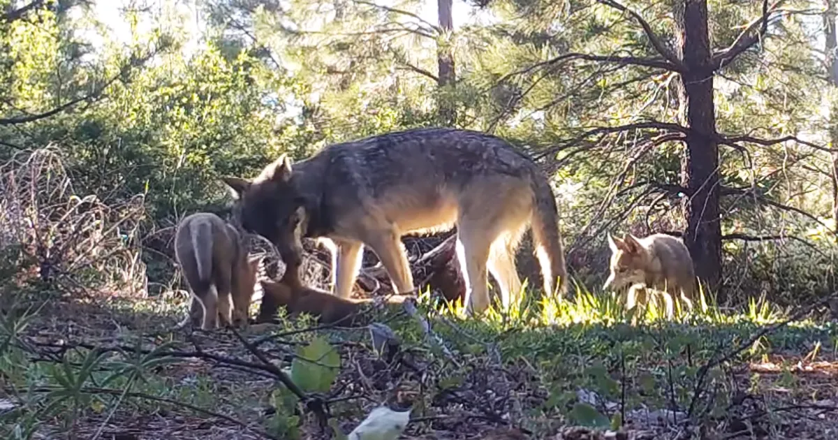 La última manada de lobos grises de California sorprende a todos con 3 nuevos lobeznos