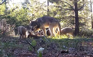 California's Last Gray Wolf Pack Just Surprised Everyone By Welcoming 3 New Pups