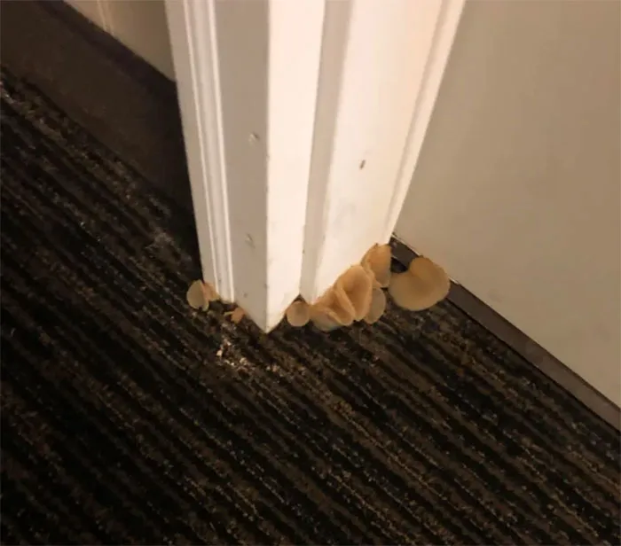 Mushrooms Growing Out Of A Door At The Hotel I Work At
