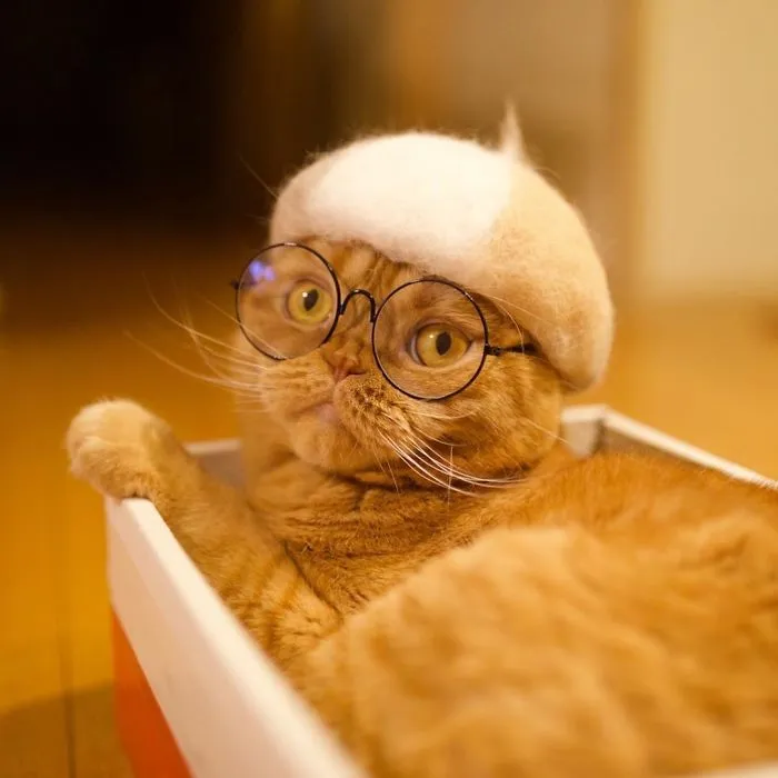 These Cats Have A Huge Collection Of Hats Made Out Of Their Shed Fur