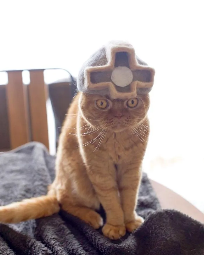 Estos gatos tienen una gran colección de gorritos hechos con el pelaje que sueltan
