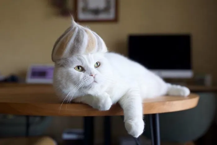 Estos gatos tienen una gran colección de gorritos hechos con el pelaje que sueltan