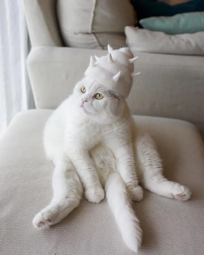 Estos gatos tienen una gran colección de gorritos hechos con el pelaje que sueltan